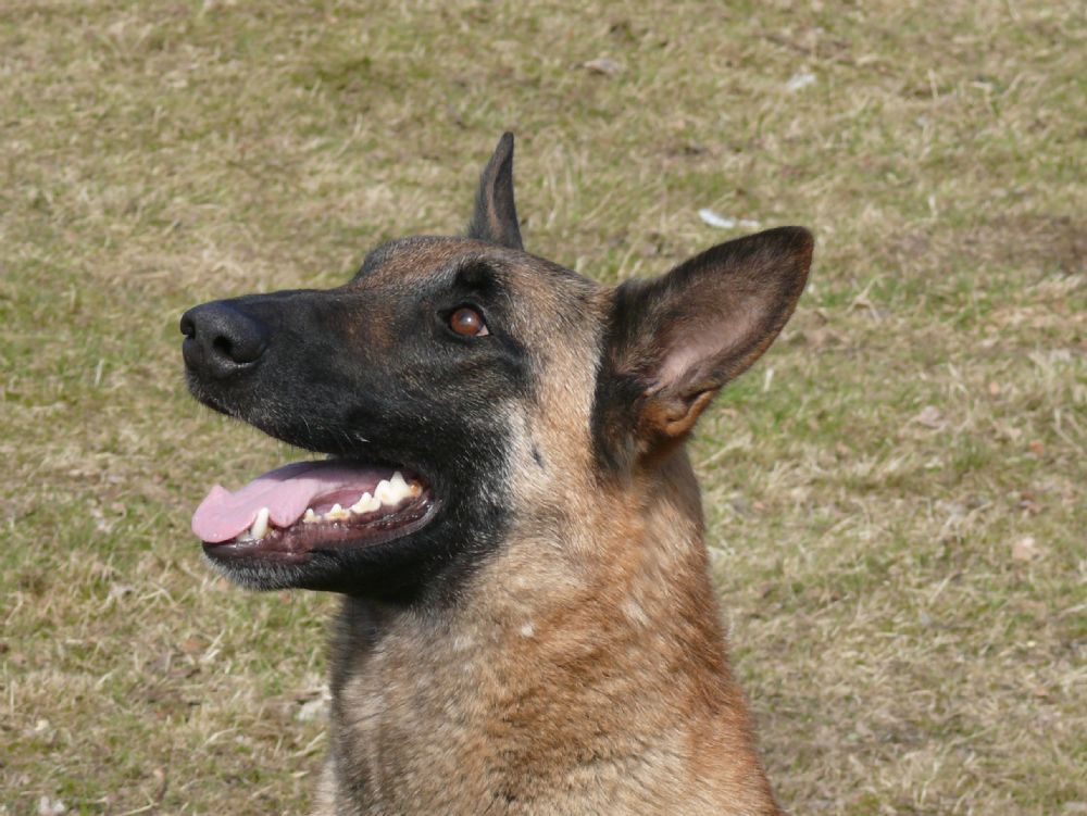 Malinois